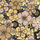 Vintage Floral Sunlight